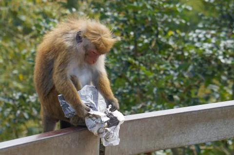 Monkey is reading the newspaper Stock Photos