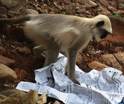 Monkey reading a newspaper Stock Photos