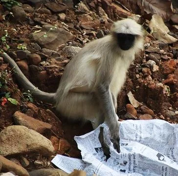 Monkey reading a newspaper Stock-Fotos