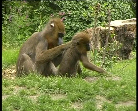 Monkey receiving an 'parasite physical' from his monkey mom, PAL Stock-Footage 86751