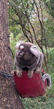 Monkey in the Red Basket Stock Photos