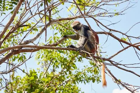 Monkey red colobus Foto stock