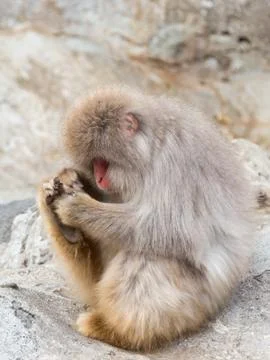 Monkey with a red face Stock Photos