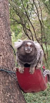 Monkey on the Red Road Stock Photos