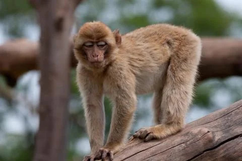 Monkey relaxing on a branch Stock Photos