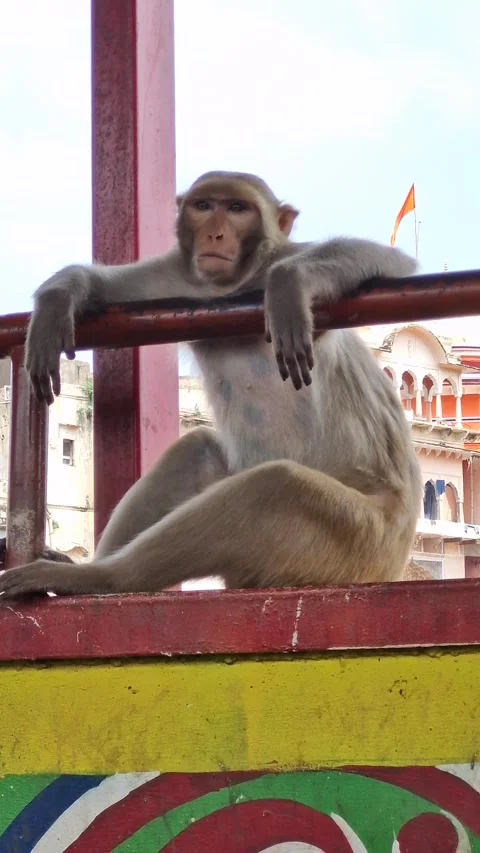 Monkey Relaxing on a Bridge Over River Vídeo Stock 281493849