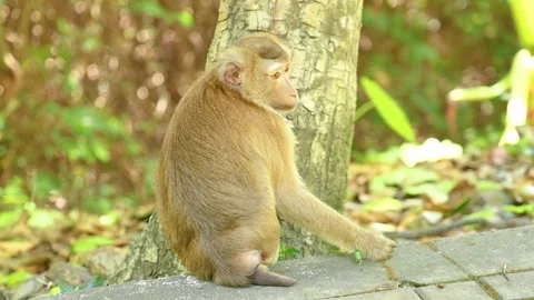 Monkey Relaxing at Khao Rang Viewpoint in Phuket 動画素材 305525063