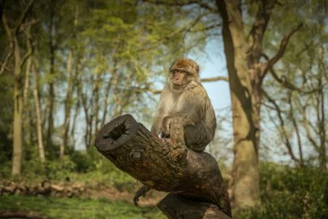Monkey Relaxing Foto stock
