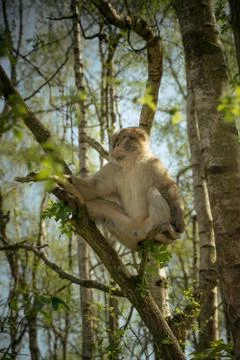 Monkey relaxing Foto stock