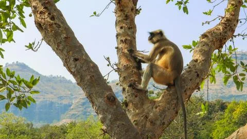 A monkey relaxing on a tree branch with blue sky and mountains in the backgro Stock Photos
