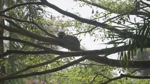 Monkey Relaxing in a Tree in Uganda Africa Video stock 301880701