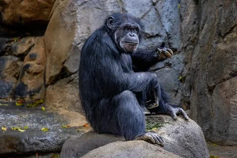Monkey resting and eating Stock Photos