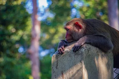 A monkey resting on a concrete puller Stock Photos