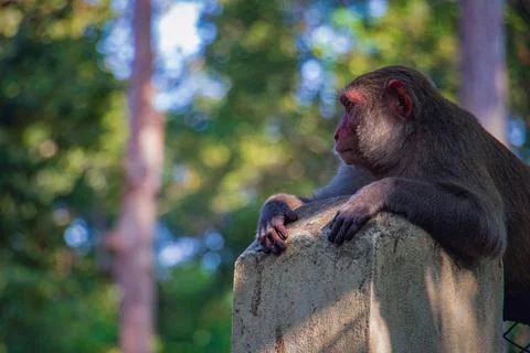 A monkey resting on a concrete puller Stock Photos