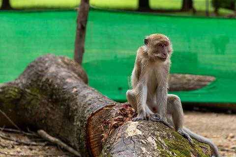 Monkey resting on fallen tree trunk 库存照片