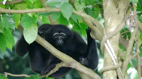 Monkey Resting Stock Footage 11454845