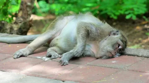 Monkey resting Stock-Footage 12175234