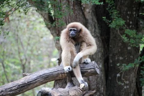 Monkey resting Stock Photos