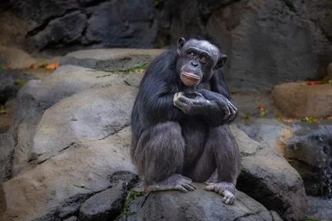 Monkey resting Stock Photos