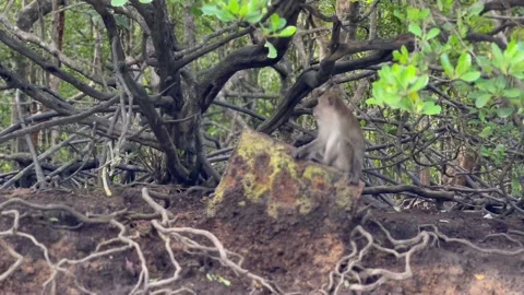 Monkey resting on a rock in a mangrove forest 스톡 동영상 212601172