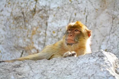 The monkey is resting on the rocks Stock Photos