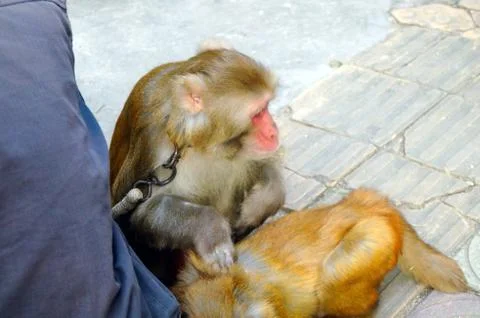 The monkey is resting, on the side of the man who trains the monkey. Stock Photos