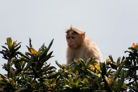 Monkey resting on tree branch at the top. Stock Photos