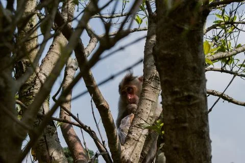 Monkey resting on the tree. Stock Photos
