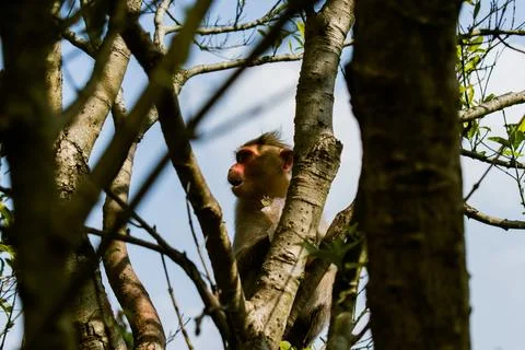 Monkey resting on the tree. Stock Photos