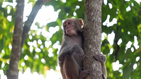 Monkey resting on tree trunk in forest Stock Footage 332612069