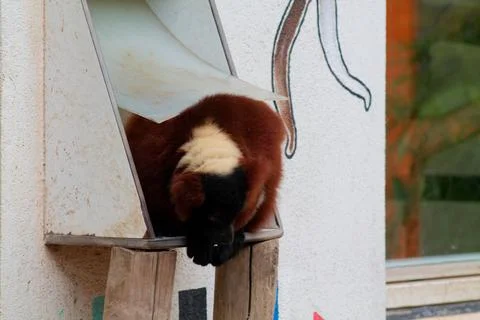 Monkey Resting in Wooden Structure Stock Photos