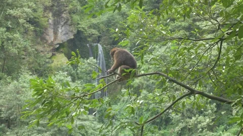 A monkey rests on the branch of a tree in a forest with a waterfall, in China Stock Footage 232194699
