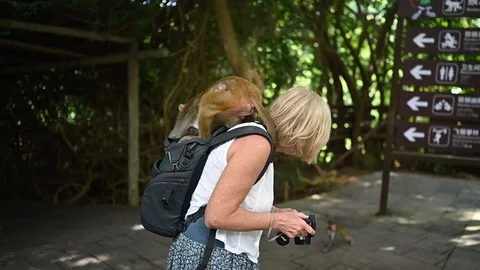 Monkey Rhesus macaque stealing from the backpack senior woman tourist in park Stock Footage 127881870