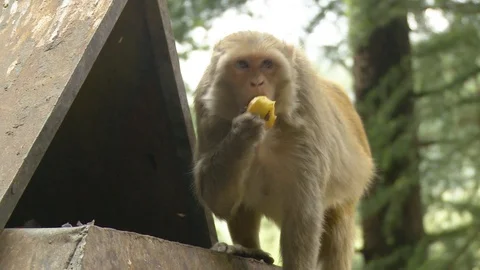 Monkey (Rhesus Macaques) eating fruit out of dumpster Stock Footage 126418115