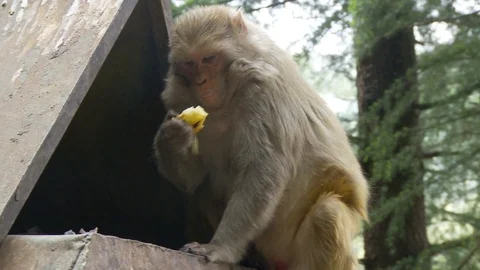 Monkey (Rhesus Macaques) eating fruit out of dumpter Stock Footage 126418293
