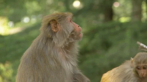 Monkey (Rhesus Macaques) in forest / woods Stock Footage 126418635