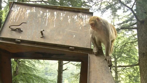Monkey (Rhesus Macaques) on metal bin in forest / woods Stock Footage 126418606