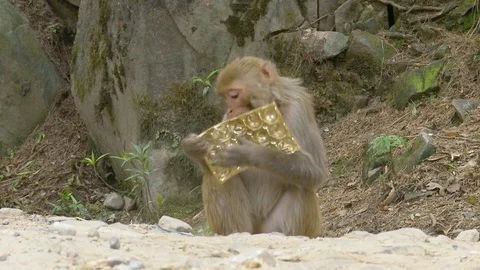 Monkey (Rhesus Macaques) playing with garbage, rubbish, trash Stock Footage 126418243