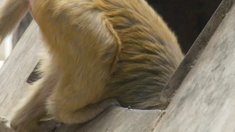 Monkey (Rhesus Macaques) rooting through dumpster + walking on road Stock Footage 126418221