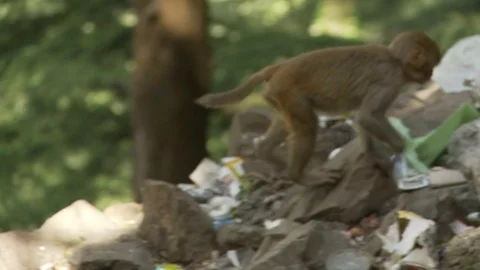 Monkey (Rhesus Macaques) walking through garbage, rubbish in forest in India Stock Footage 126418656