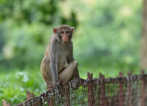 A monkey (Rhsus macaque) sitting on a tea garden boundary. Fotos de archivo