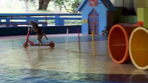 Monkey ride scooter in Circus at Hon Lao Island, or Monkey Island Stock Footage 122285607