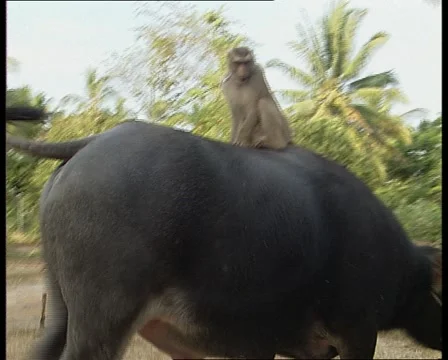Monkey riding on buffalo Stock Footage 11235869