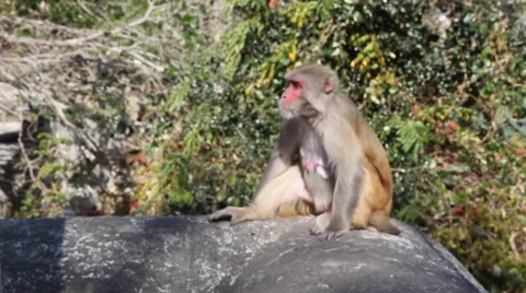 Monkey in Rishikesh, India Stock Footage 41244021