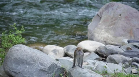 Monkey by the river in the jungle Stock-Footage 63745850