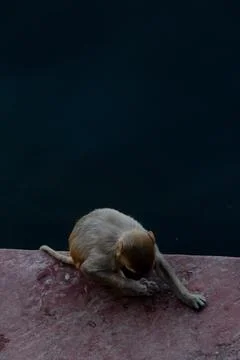 Monkey by the river Foto stock