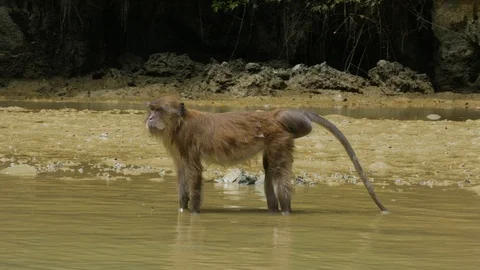Monkey in the river in Phuket 스톡 동영상 122634055