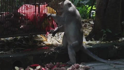Monkey robber thief trying to steal food locked in a cage Stock Footage 254343549