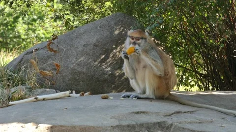 Monkey On Rock - Eating Orange 動画素材 54623852