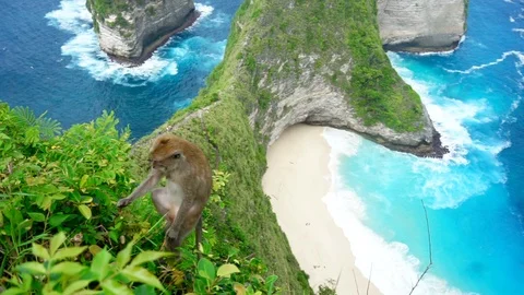 Monkey on rock Video stock 110497598